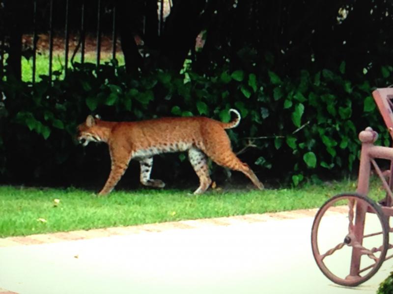 Ballenisles Wildlife Foundation