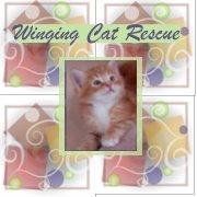Winging Cat Rescue Inc