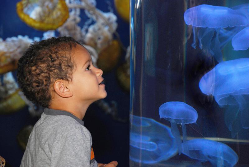 Bay Institute Aquarium Foundation