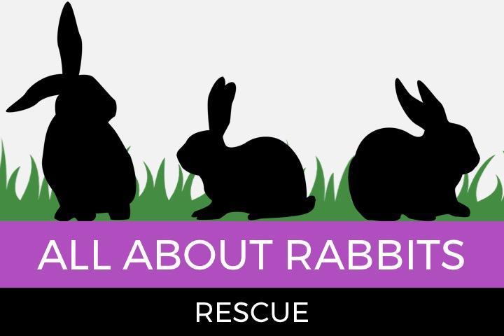 All About Rabbits Rescue, Inc.