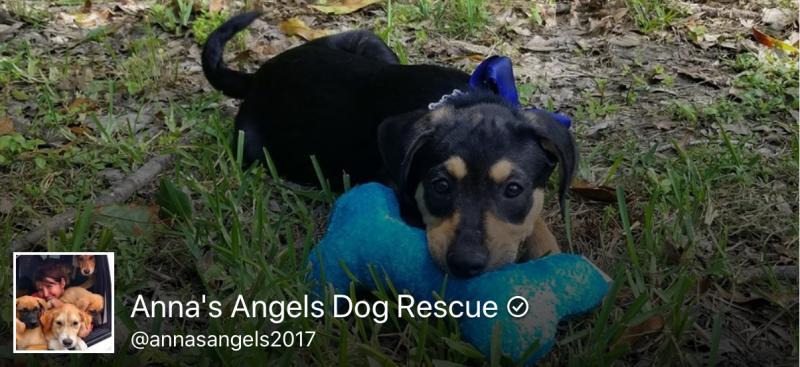 Annas Angels Dog Rescue