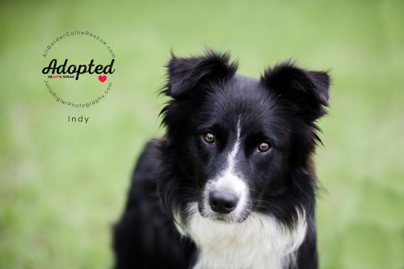 All Border Collie Rescue